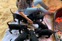 axelle-pups