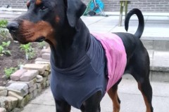 rocky-holter