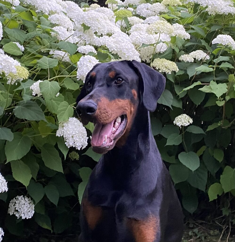 Deze afbeelding heeft een leeg alt-attribuut; de bestandsnaam is IMG_2592-1-997x1024.jpg