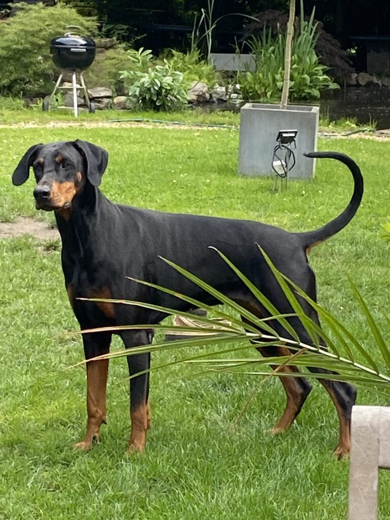 Deze afbeelding heeft een leeg alt-attribuut; de bestandsnaam is IMG_7292-768x1024.jpg